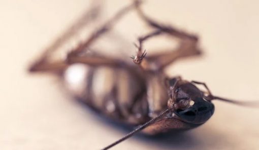 pest control