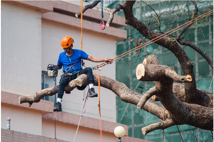 a tree removal expert at work