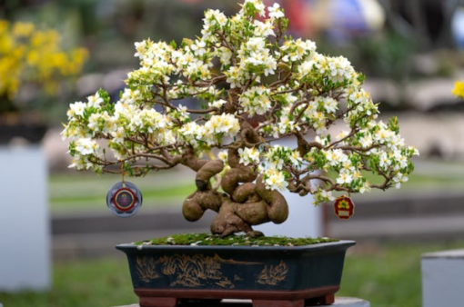 bonsai